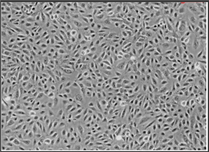 Endothelial Cell Culture Medium  ECM培养基