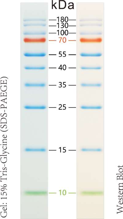 彩色预染蛋白marker 10-180KD