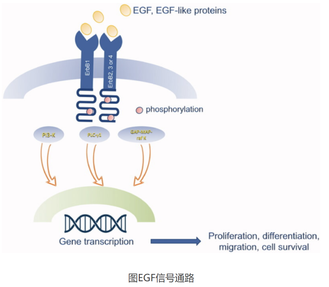 EGF-通路图.png